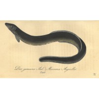 FISCHE. - Aal. Bild 1
