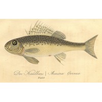 FISCHE. - Kaulbarsch. Bild 1