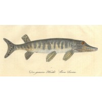 FISCHE. - Hecht. Picture 1