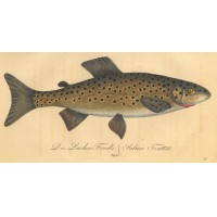 FISCHE. - Forelle. Bild 1