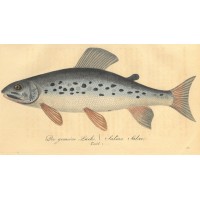 FISCHE. - Lachs. Bild 1