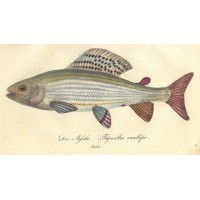 FISCHE. - Äsche. Bild 1