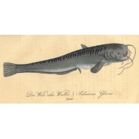 FISCHE. - Wels. Bild 1