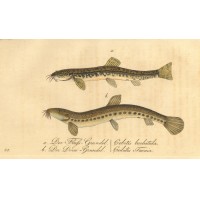FISCHE. - Grundel. Picture 1