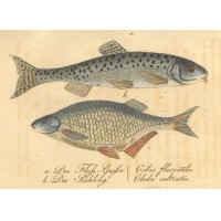 FISCHE. Picture 1