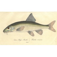 FISCHE. - Barbe. Bild 1