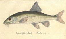 Picture 1