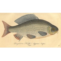 FISCHE. - Karpfen. Bild 1