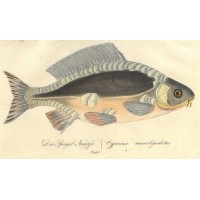 FISCHE. - Karpfen. Picture 1