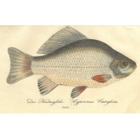 FISCHE. - Karausche. Picture 1