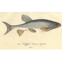 FISCHE. Picture 1
