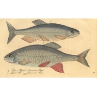 FISCHE. - Aland. Bild 1