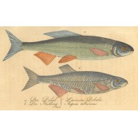 FISCHE. Picture 1
