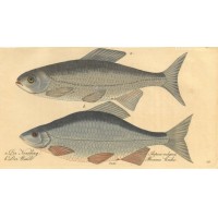 FISCHE. Picture 1