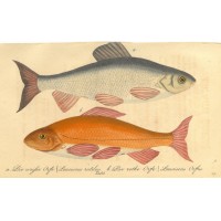 FISCHE. - Aland. Bild 1