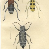KÄFER. - Widder-Bockkäfer. Bild 1