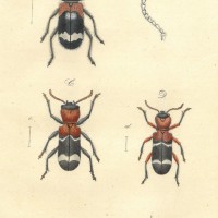 KÄFER. - Ameisenkäfer. Bild 1