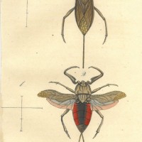INSEKTEN. - Wanze. Bild 1