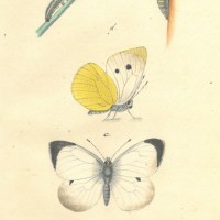 SCHMETTERLINGE. - Weißfalter. Bild 1
