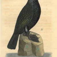 VÖGEL. - Kormoran. Picture 1