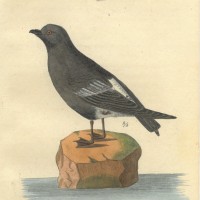 VÖGEL. - Sturmschwalbe. Picture 1