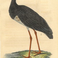 VÖGEL. - Storch. Picture 1