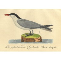VÖGEL. - Seeschwalbe. Bild 1