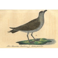 VÖGEL. - Möwe. Picture 1
