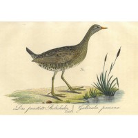 VÖGEL. - Rohrhuhn. Bild 1
