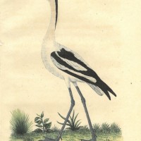 VÖGEL. - Säbler. Picture 1