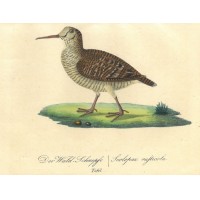 VÖGEL. - Schnepfe. Bild 1