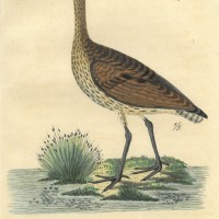 VÖGEL. - Brachvogel. Bild 1