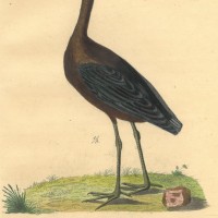 VÖGEL. - Ibis. Picture 1