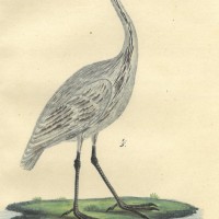 VÖGEL. - Löffler. Picture 1