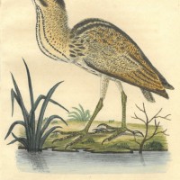 VÖGEL. - Rohrdommel. Bild 1