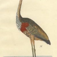 VÖGEL. - Reiher. Bild 1