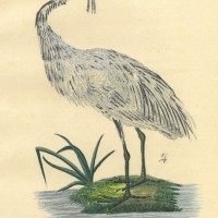 VÖGEL. - Reiher. Bild 1