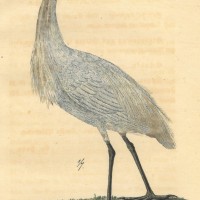 VÖGEL. - Reiher. Bild 1