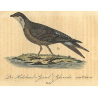 VÖGEL. Picture 1
