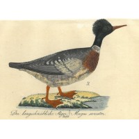 VÖGEL. - Säger. Bild 1