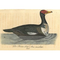 VÖGEL. - Ente. Picture 1