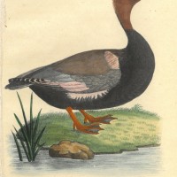 VÖGEL. - Ente. Bild 1