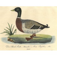 VÖGEL. - Ente. Picture 1