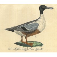 VÖGEL. - Ente. Bild 1