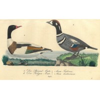 VÖGEL. - Ente. Picture 1