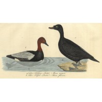 VÖGEL. - Ente. Picture 1