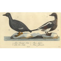 VÖGEL. - Ente. Picture 1