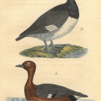 VÖGEL. - Ente. Picture 1