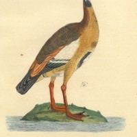 VÖGEL. - Gans. Bild 1