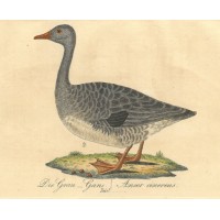 VÖGEL. - Gans. Picture 1